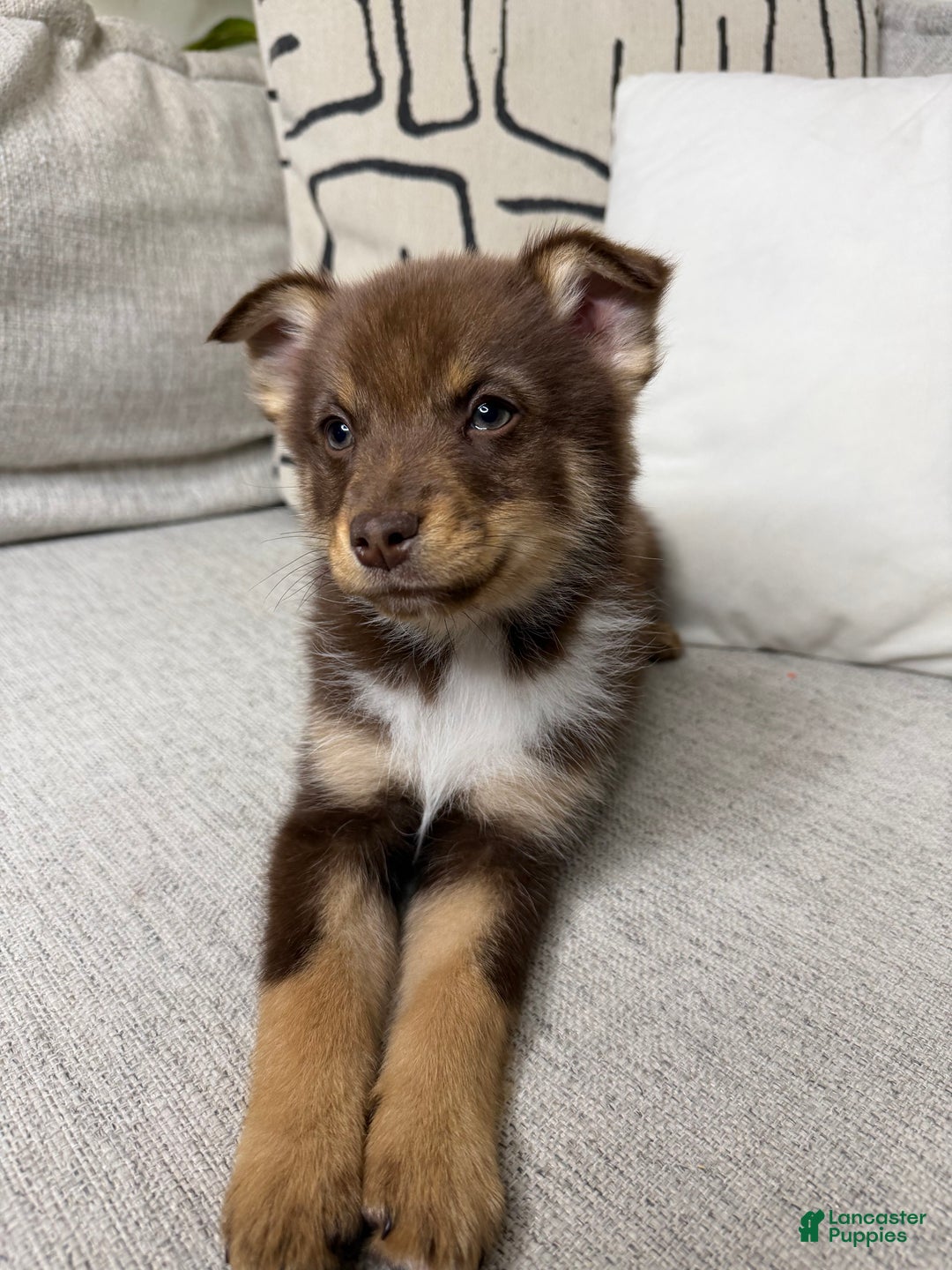 Pomsky dogs for sale: Dotty - Ad 17