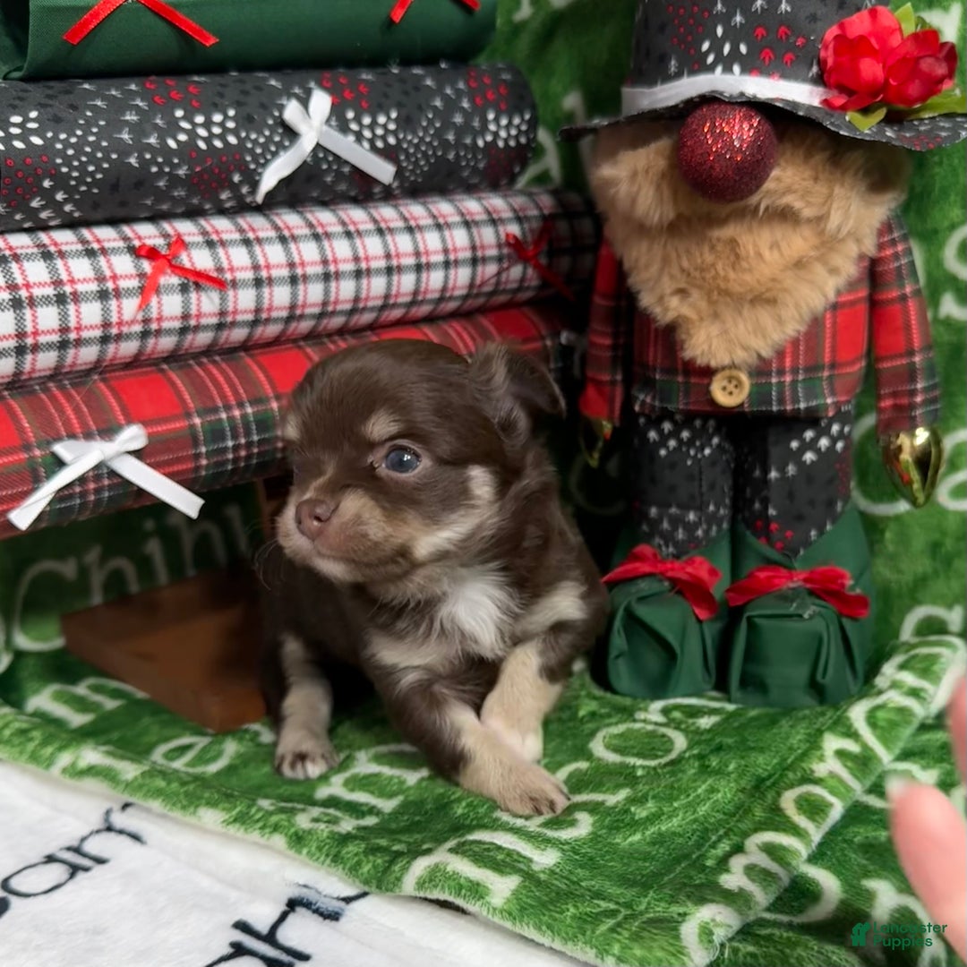 Chihuahua dogs for sale: Callie Chocolate LC - Ad 6