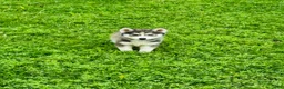 Siberian Husky dogs for sale: Lotus - Ad 8