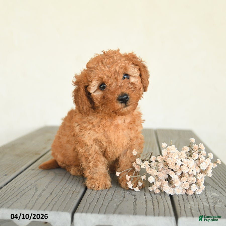 Toy Poodle dogs Charlie - Ad 1