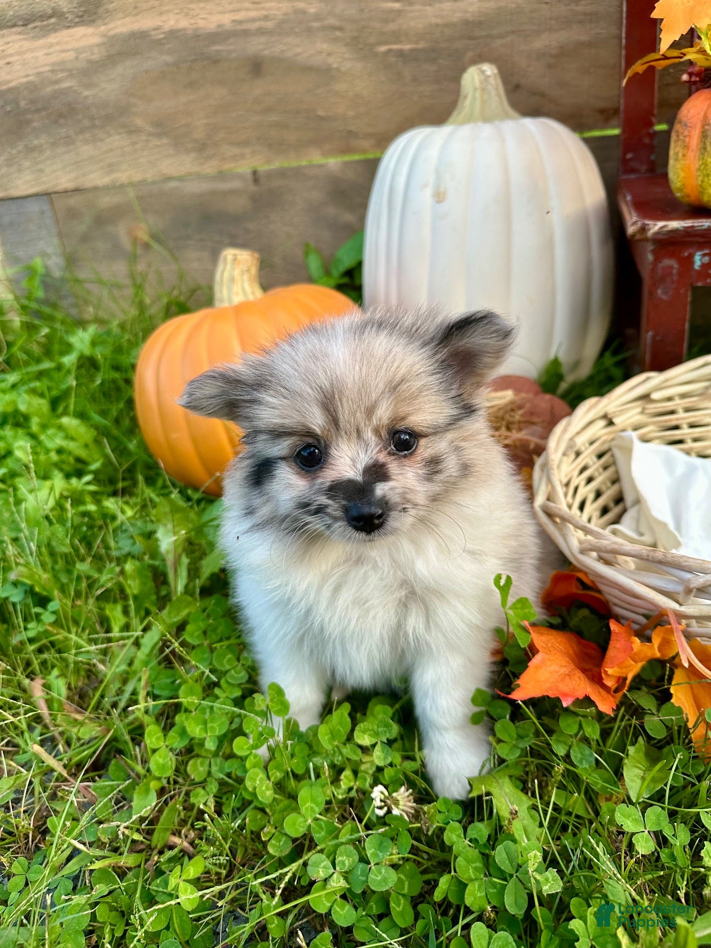 Pomeranian dogs Jacabena - Ad 11
