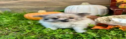 Pomeranian dogs for sale: Jacabena - Ad 1
