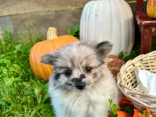 Pomeranian dogs Jacabena - Ad 30