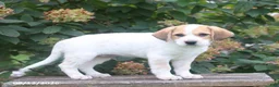 Mixed Breed dogs for sale: Spud - Ad 3
