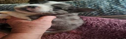 Frenchton dogs for sale: Fluffy frenchton - Ad 11