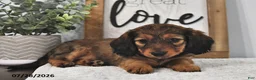 Miniature Dachshund dogs for sale: Beulah - Ad 3