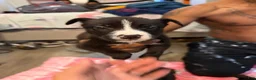 Mixed Breed dogs for sale: Mixed Breed 6 - Ad 1