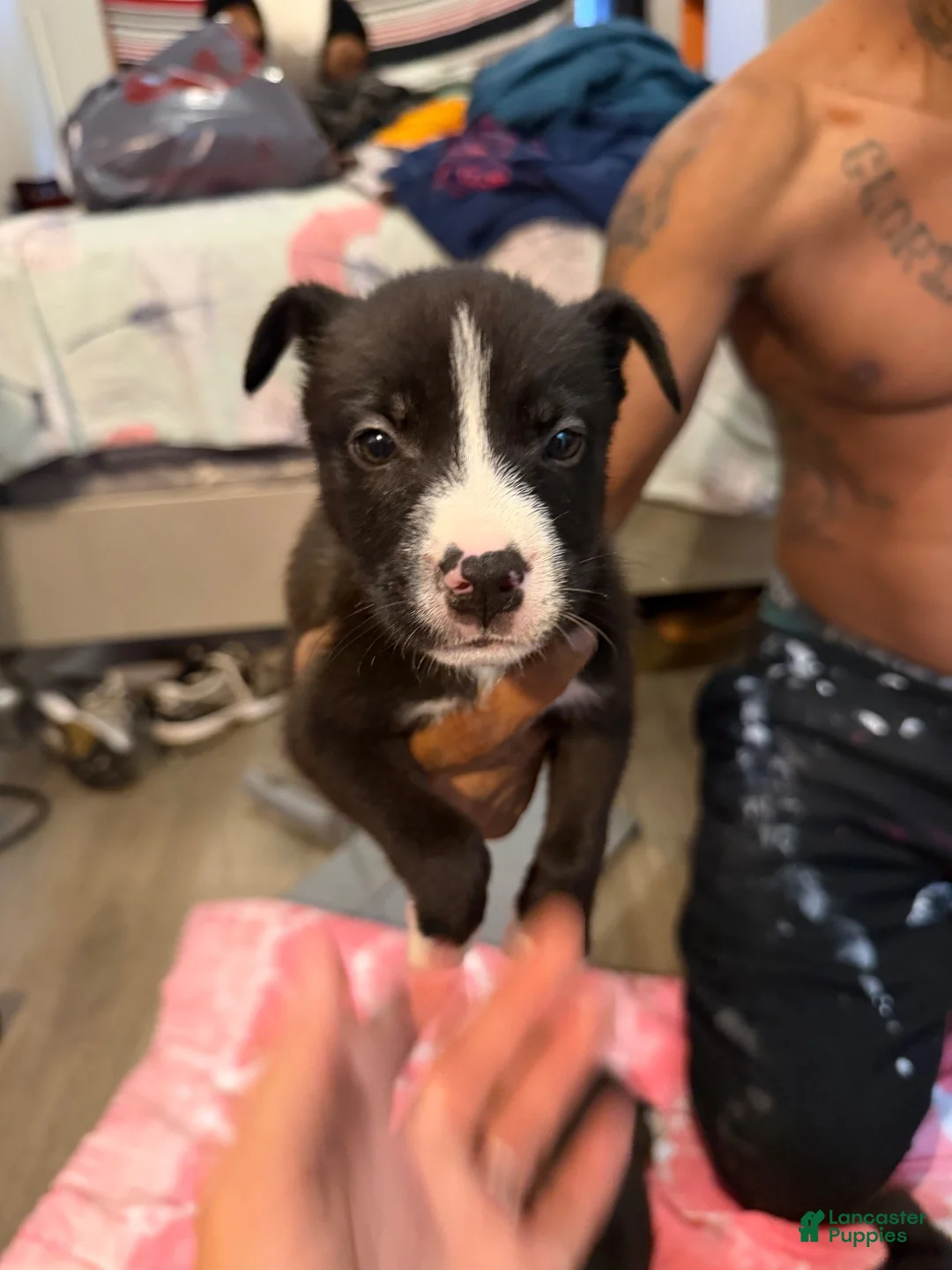 Mixed Breed dogs for sale: Mixed Breed 6 - Ad 1
