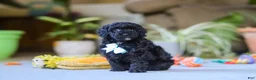 Miniature Poodle dogs for sale: Blake - Ad 3
