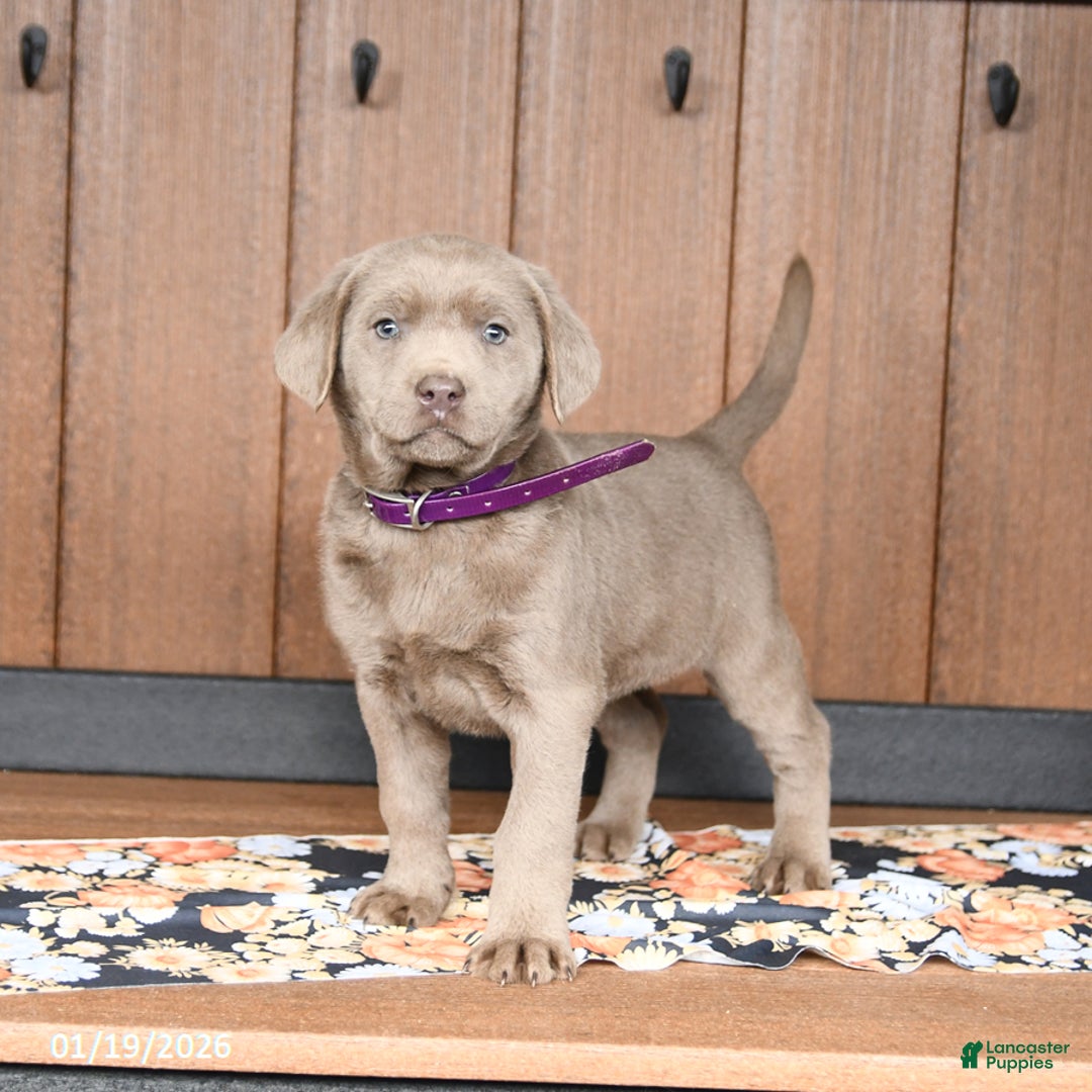Labrador Retriever dogs for sale: Wanda - Ad 1