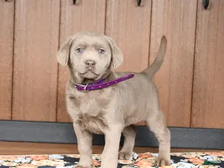 Labrador Retriever dogs Wanda - Ad 40