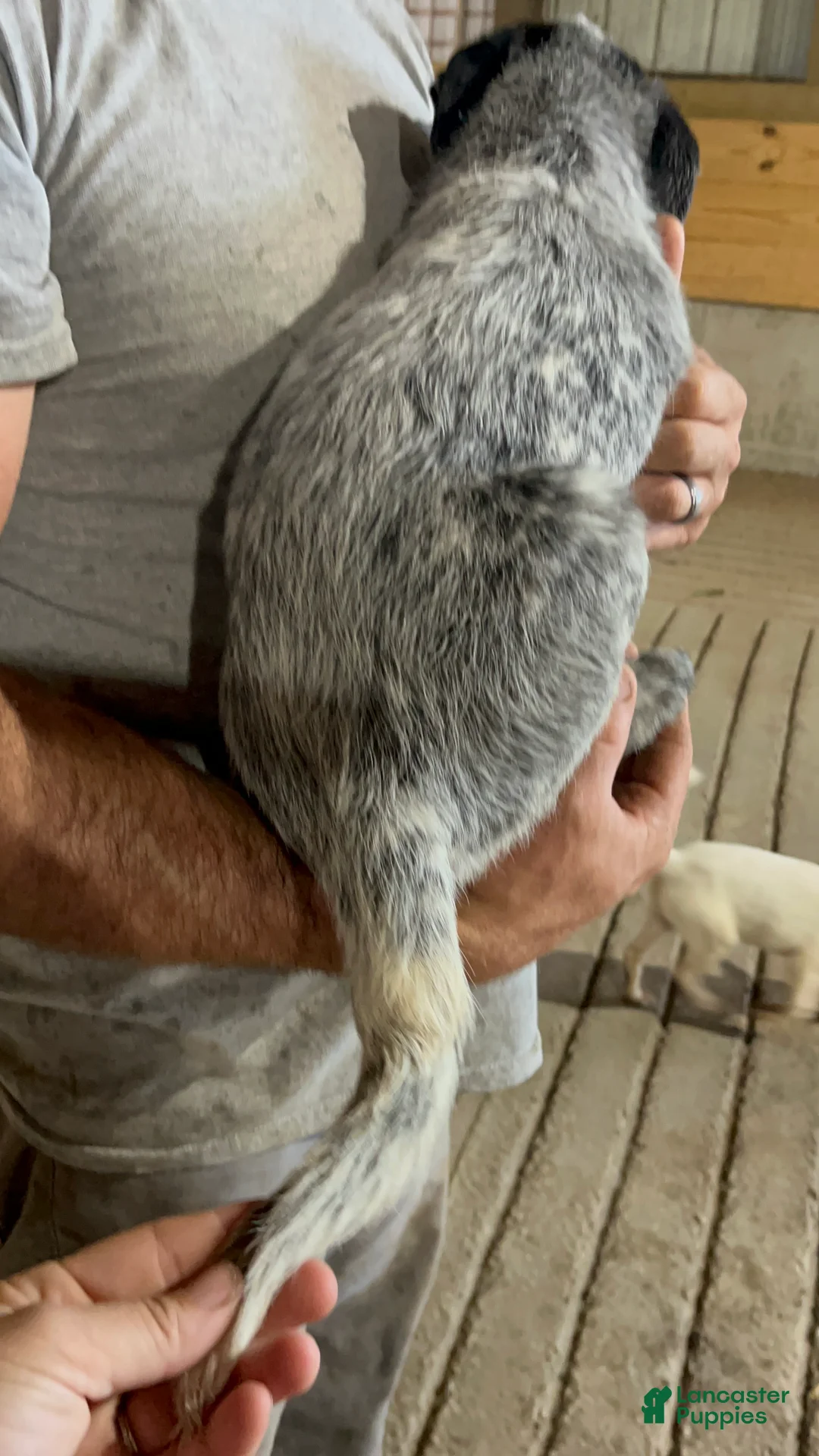 Australian Cattle Dog dogs for sale: Jasper - Ad 2