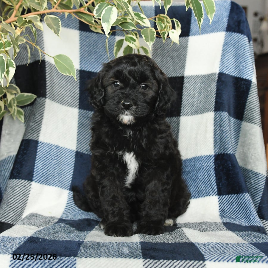 Mixed Breed dogs Jasper - Ad 1