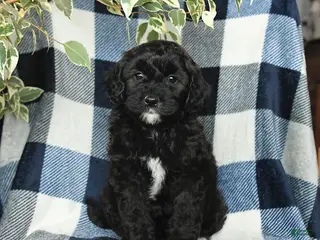 Mixed Breed dogs for sale: Jasper - Ad 4