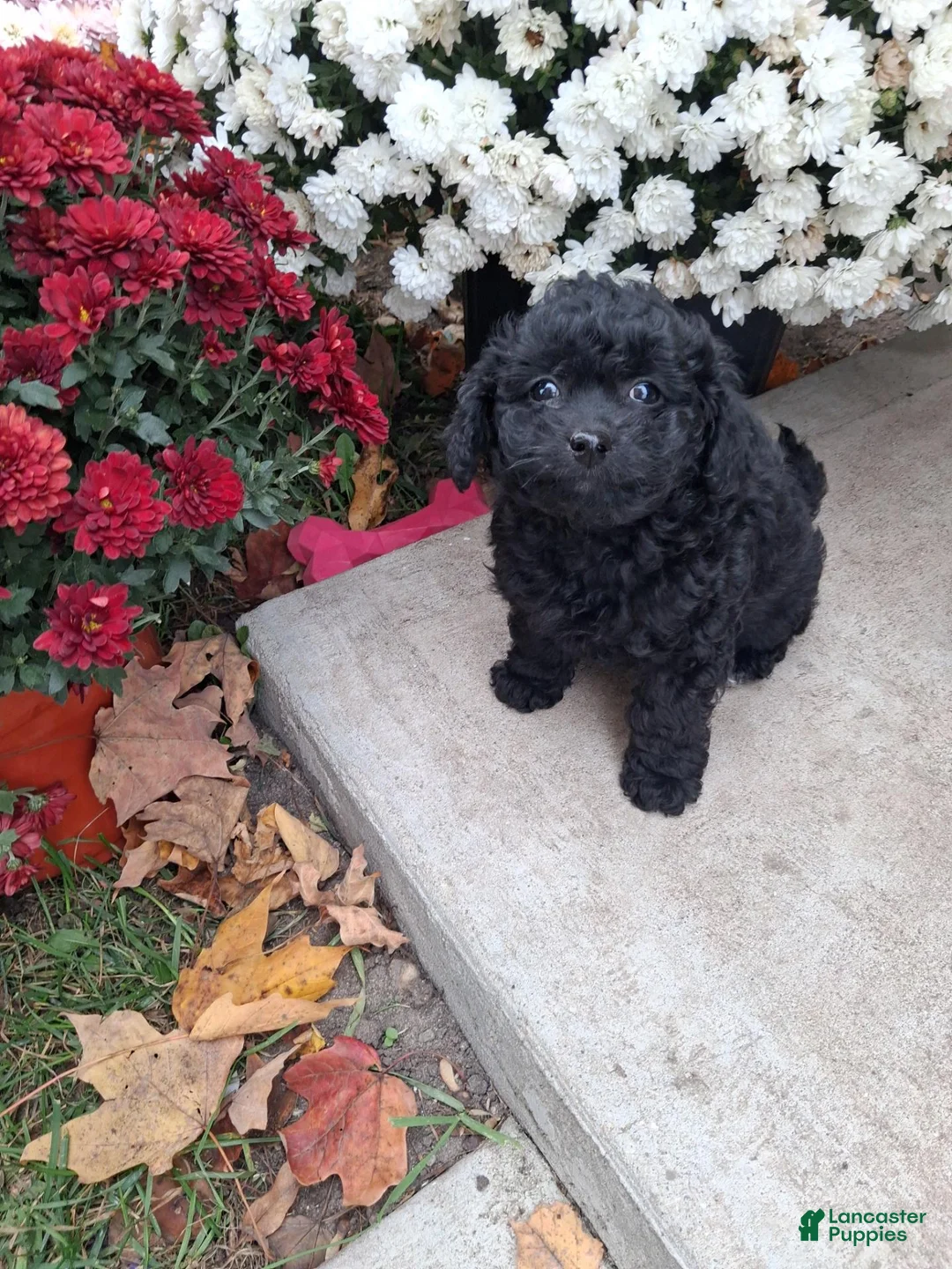 Double Doodle dogs for sale: Francie - Ad 1
