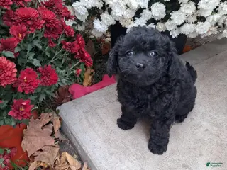 Double Doodle dogs Francie - Ad 12