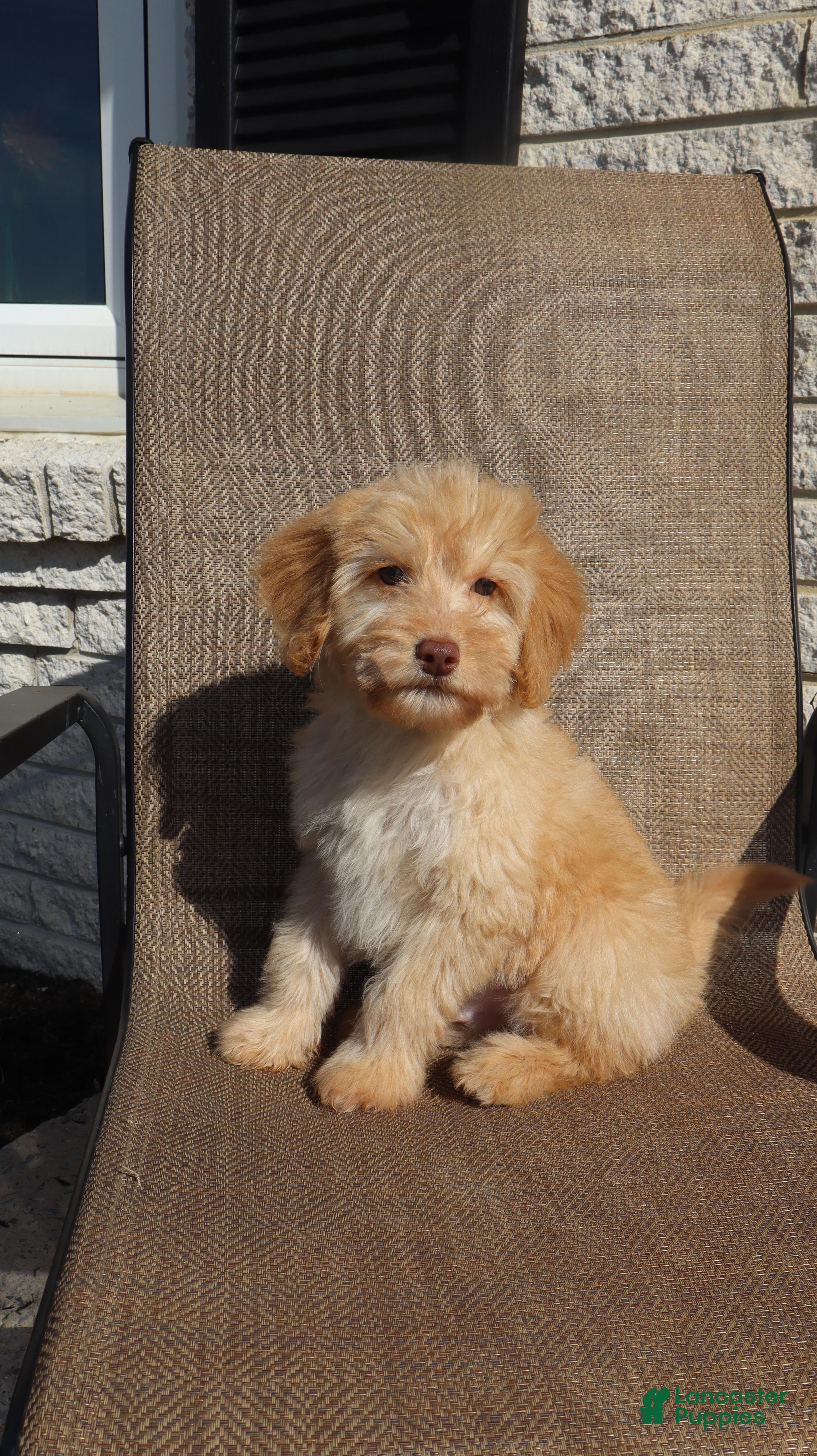 Mini Goldendoodle dogs Mini Goldendoodle Derek - Ad 5