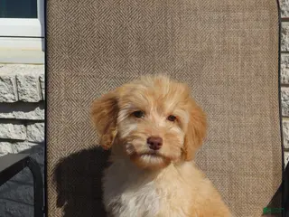 Mini Goldendoodle dogs Mini Goldendoodle Derek - Ad 5