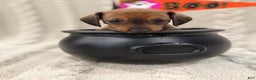 Dachshund dogs for sale: Dachshund Puppy 7 - Ad 1