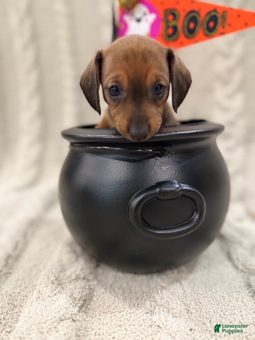 Dachshund dogs for sale: Dachshund Puppy 7 - Ad 1