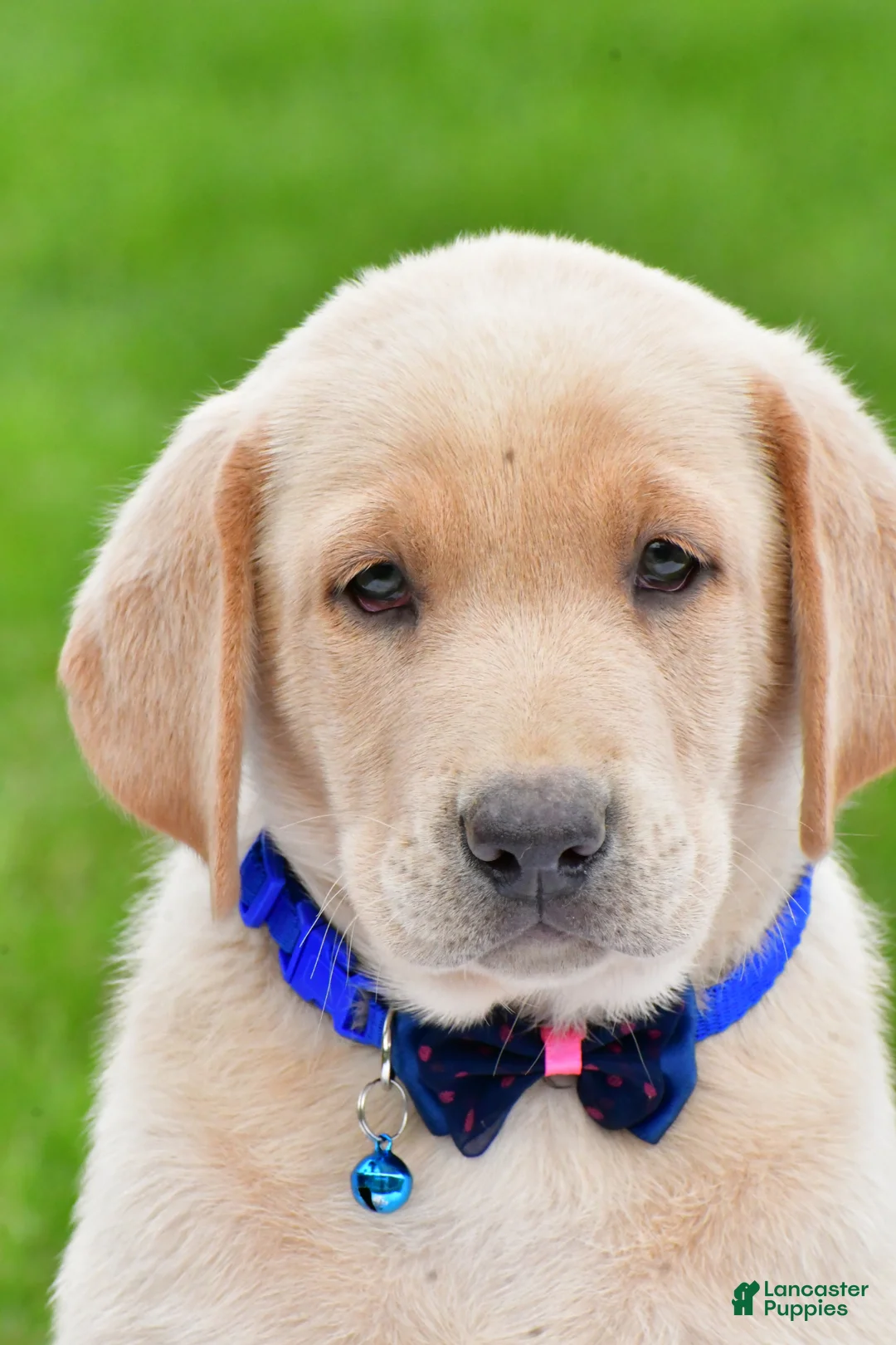 Labrador Retriever dogs for sale: Waldo - Ad 1