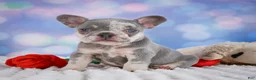 French Bulldog dogs for sale: Daffidill - Ad 9