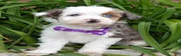 Mini Aussiedoodle dogs for sale: Mini Aspen - Ad 6