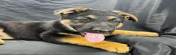 German Shepherd dogs for sale: Shadow - Ad 10