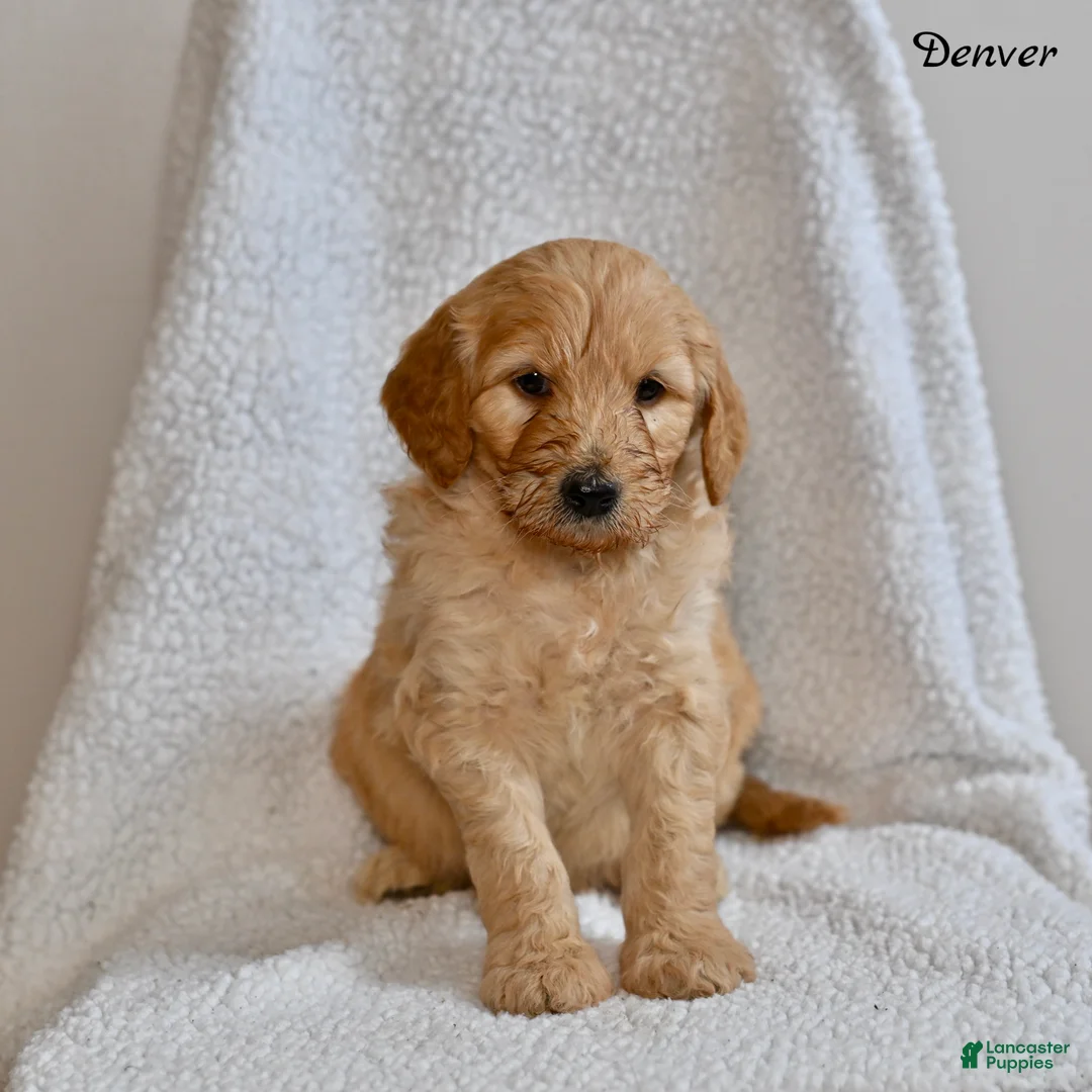 Goldendoodle dogs for sale: Denver - Ad 2