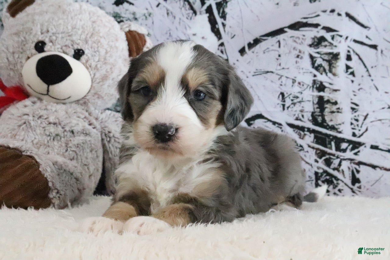 Bernedoodle dogs Samson - Ad 42