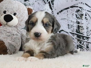 Bernedoodle dogs Samson - Ad 42