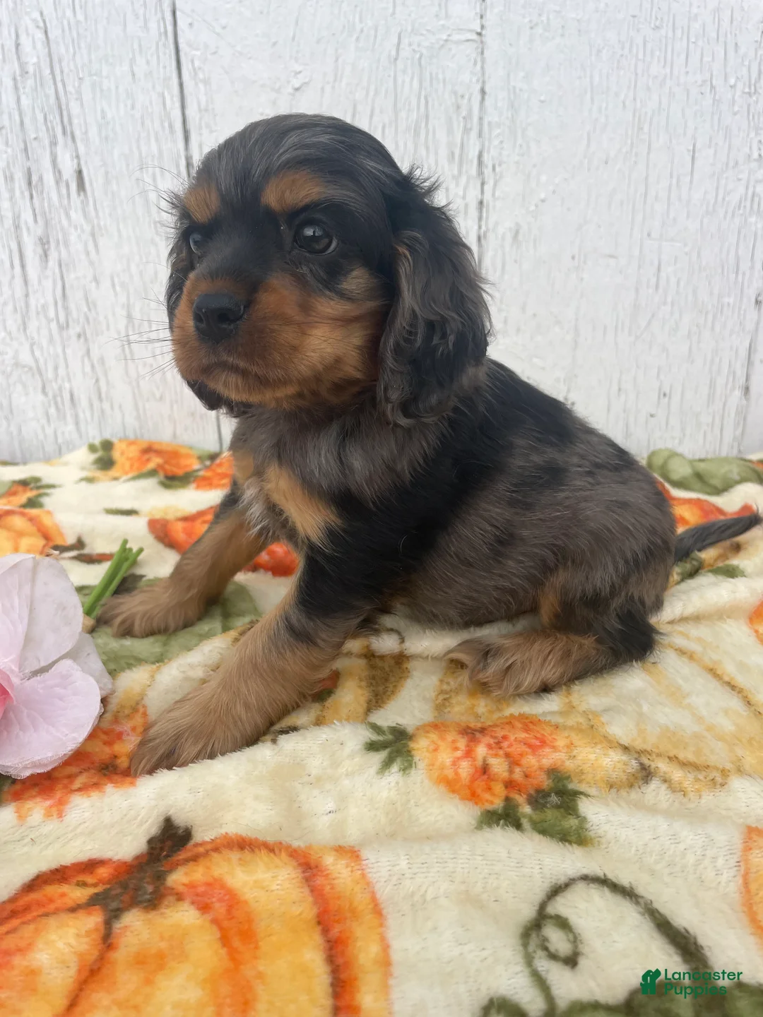 Cocker Spaniel dogs for sale: Muggles - Ad 4