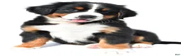 Bernese Mountain Dog dogs for sale: Paige - Ad 6