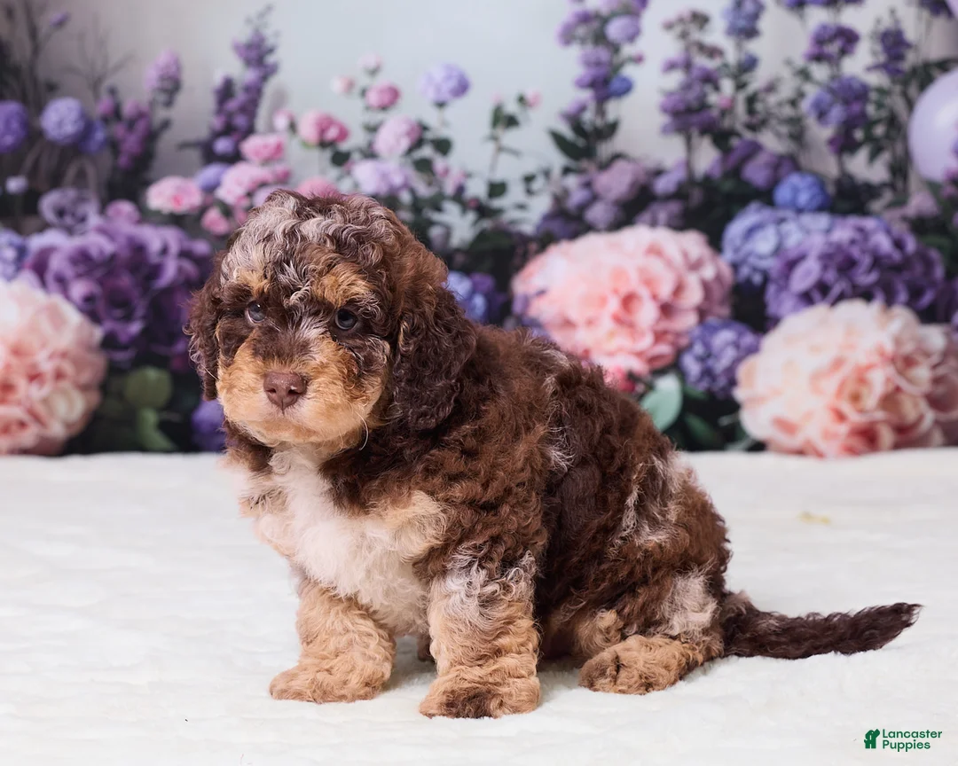 Mini Goldendoodle dogs for sale: Chief - Ad 5