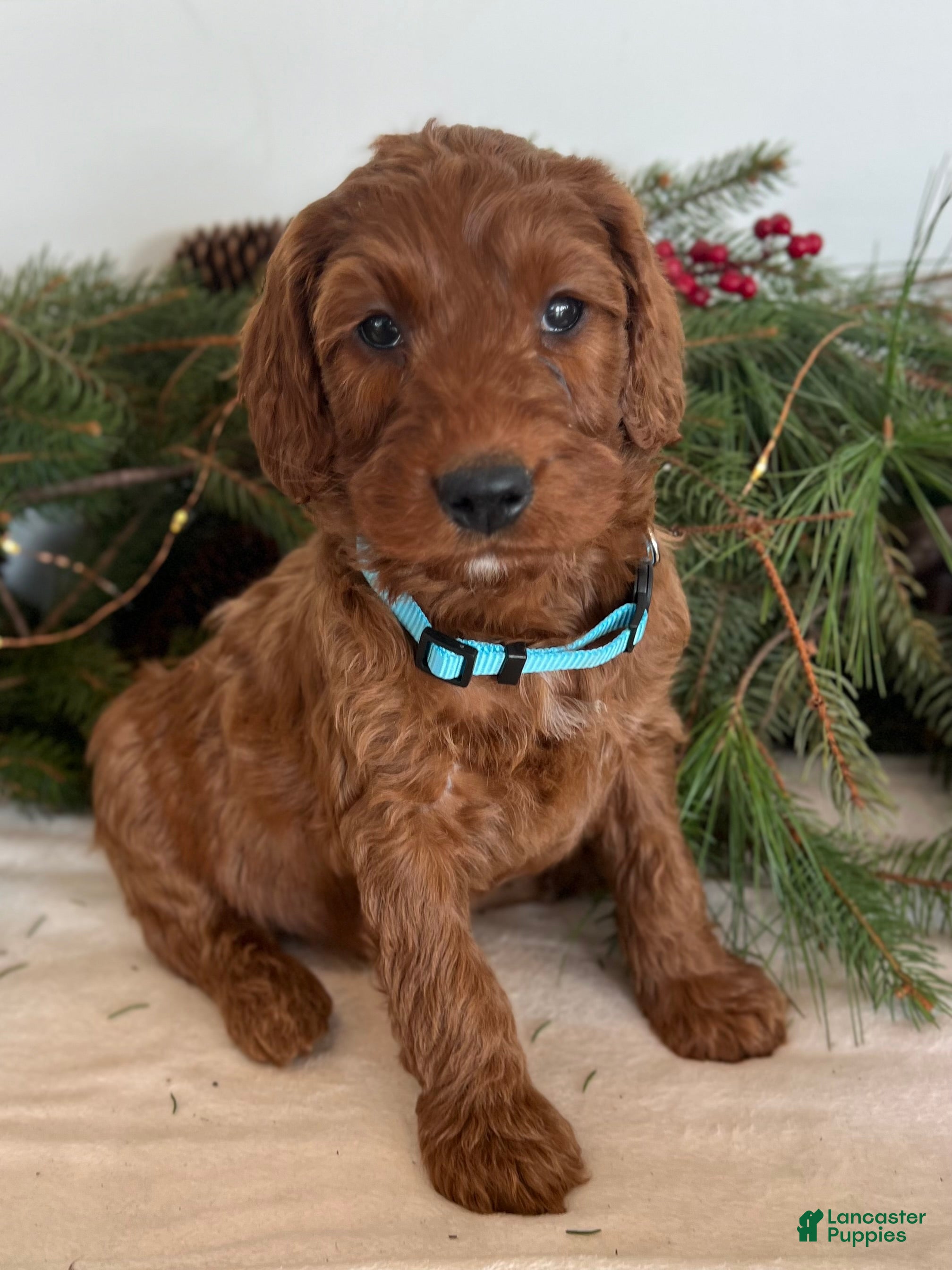 Irish Doodle dogs Garrett - Ad 5