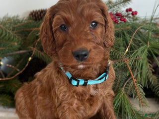 Irish Doodle dogs Garrett - Ad 5