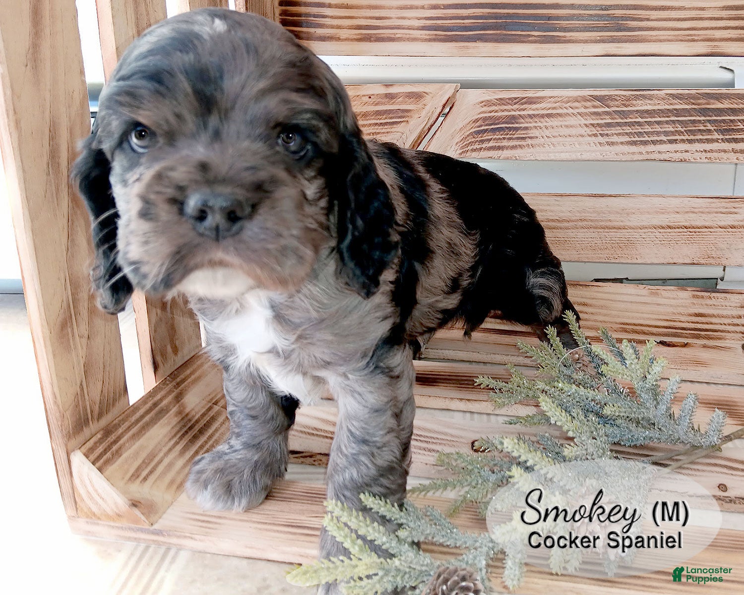 Cocker Spaniel dogs for sale: Smokey - Ad 1