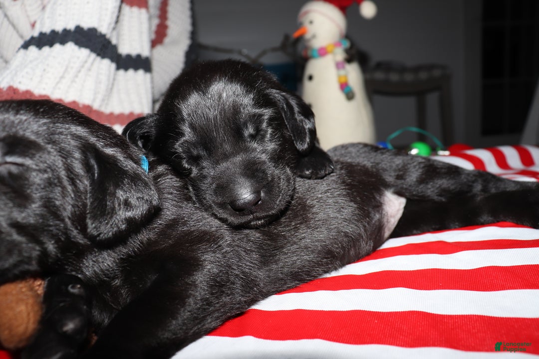 Labrador Retriever dogs for sale: Reese - Ad 3