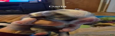 Frenchton 3