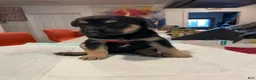 Mixed Breed dogs for sale: Alfa - Ad 9