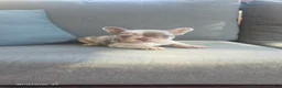 French Bulldog dogs for sale: French Bulldog 6 - Ad 4