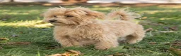 Maltipoo dogs for sale: Nacho Maltipoo Puppy  - Ad 2