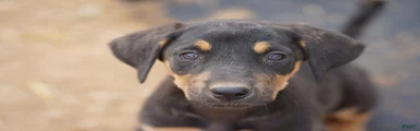 Doberdane Blk/Rst F