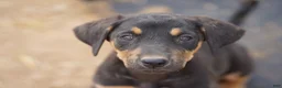 Mixed Breed dogs for sale: Doberdane Blk/Rst F - Ad 1