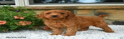 Mini Goldendoodle dogs for sale: Adonis - Ad 4