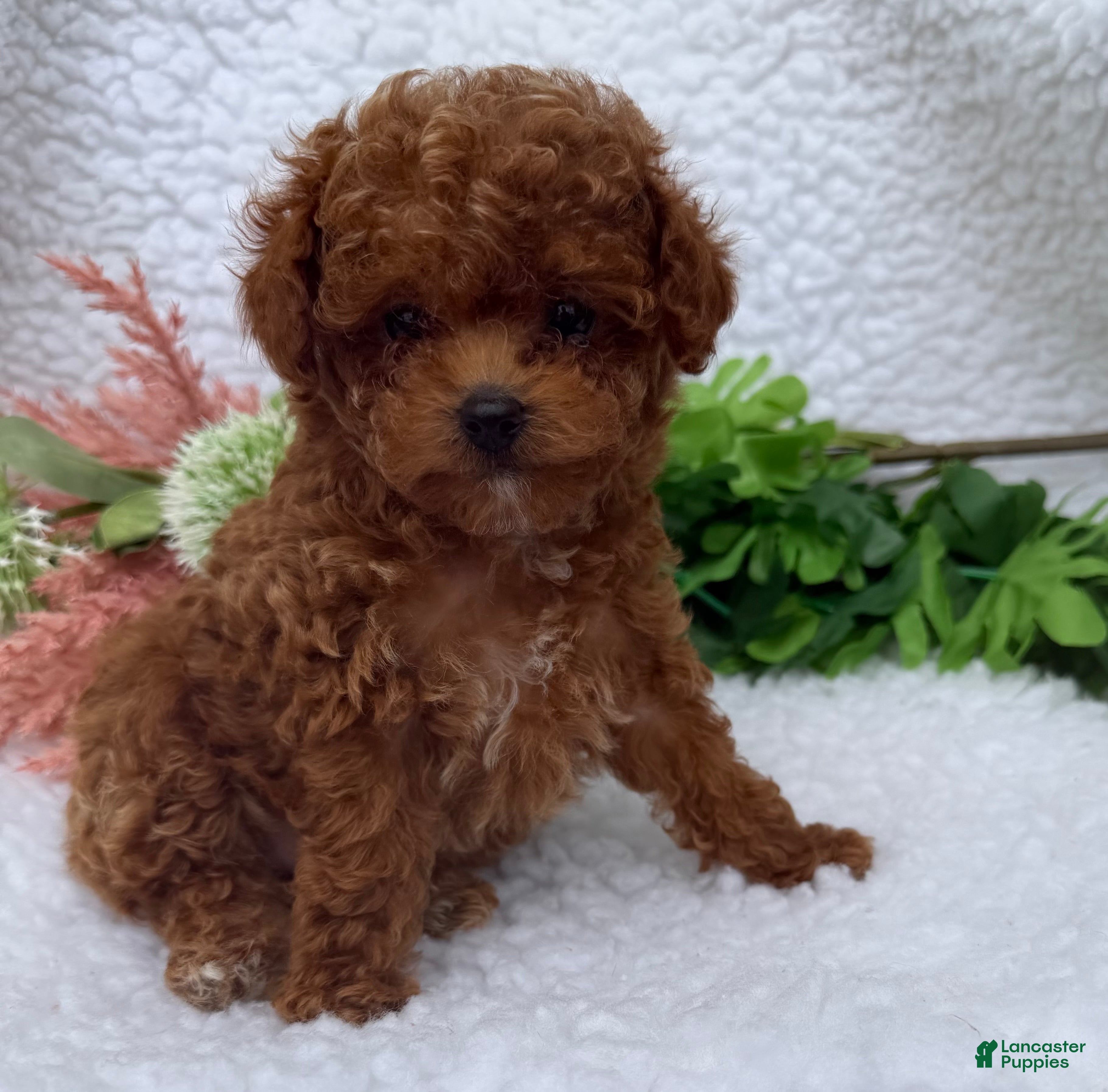 Toy Poodle dogs Amber - Ad 1
