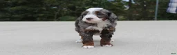 Mini Bernedoodle dogs for sale: Meno  - Ad 2