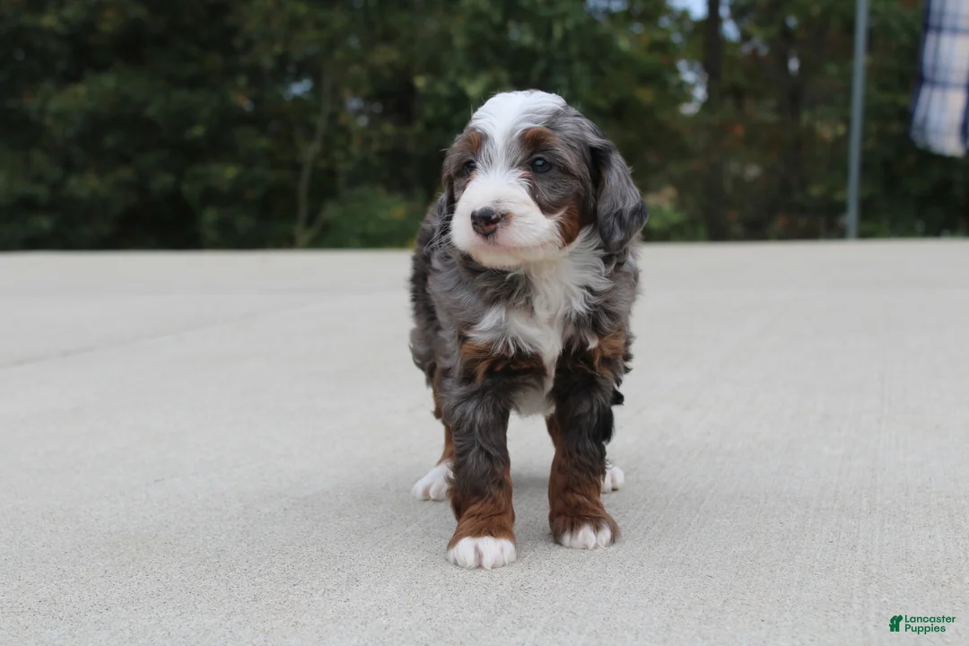 Mini Bernedoodle dogs for sale: Meno  - Ad 2