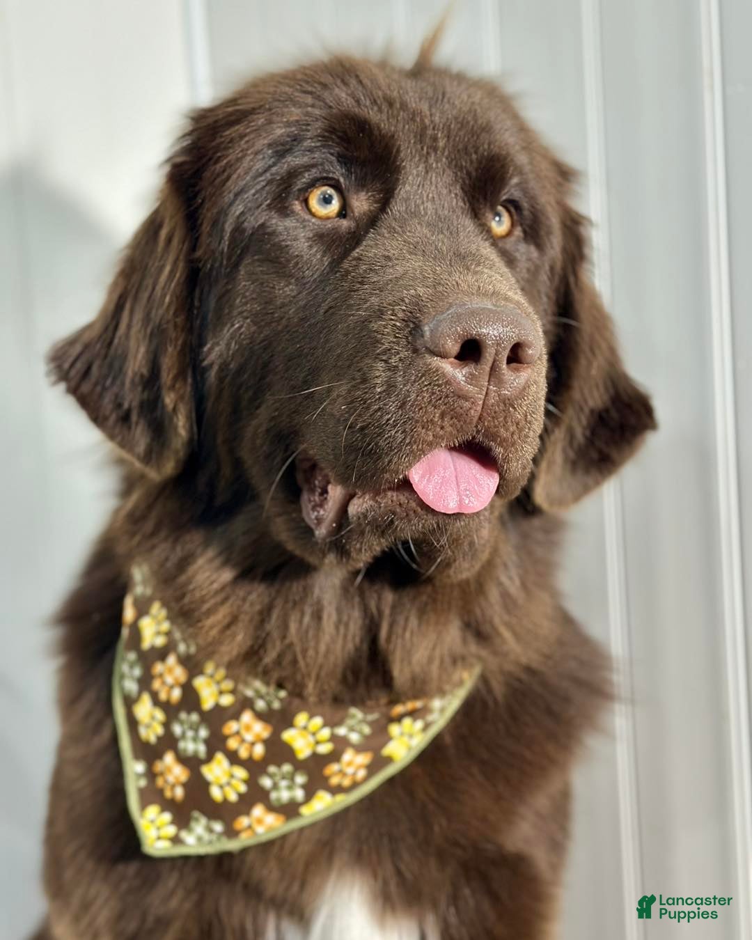 Newfoundland dogs Lavender - Ad 2