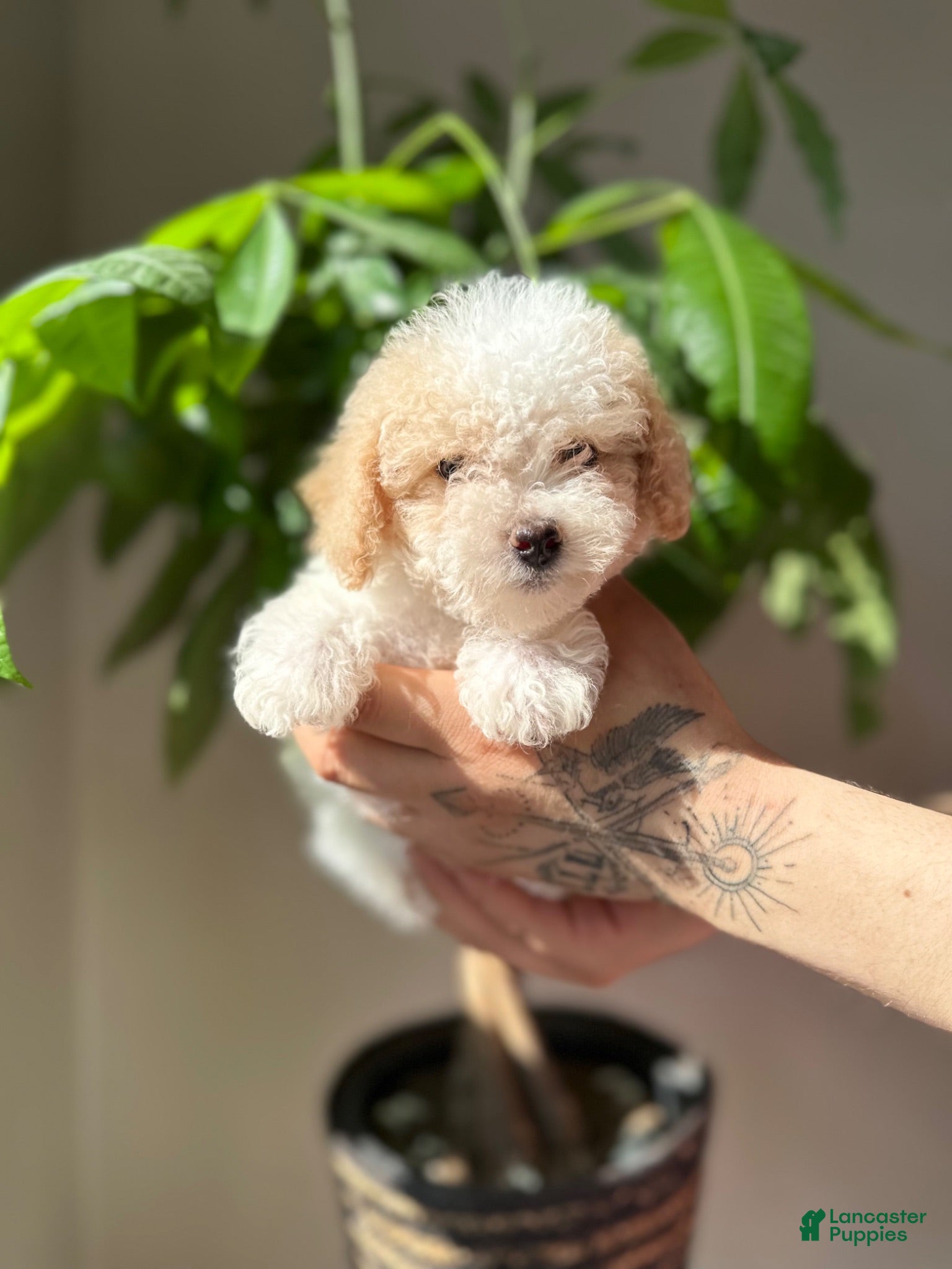 Maltipoo dogs Maltipoo 3 - Ad 1